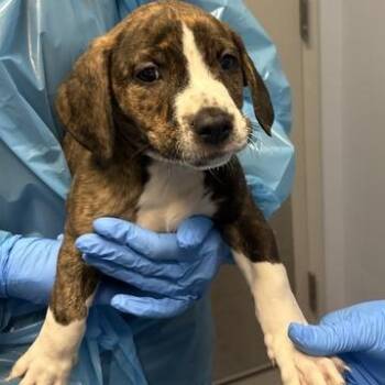 Plum -  Mixed Breed Dog for Adoption in Canal Winchester, Ohio - Plum | PetCurious