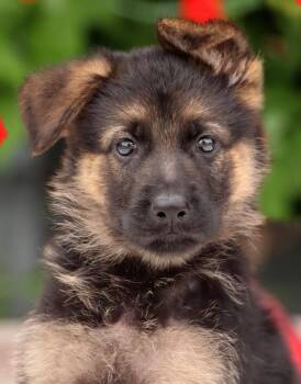 Chloe von Evessen -  German Shepherd Dog Dog for Adoption in Los Angeles, California - Chloe Von Evessen | PetCurious