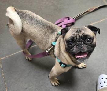 Ardon -  Pug Dog for Adoption in Eagle, Idaho - Ardon | PetCurious