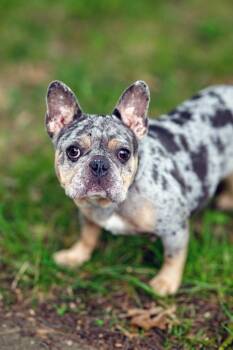 Blazing Saddles -  French Bulldog Dog for Adoption in Salisbury, Maryland - Blazing Saddles | PetCurious