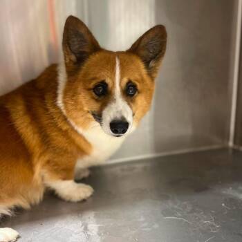 George -  Corgi Dog for Adoption in Campton Hills, Illinois - George | PetCurious