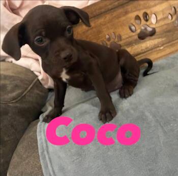 Coco (So Sweet) -  Boston Terrier and Miniature Poodle Dog for Adoption in Mobile, Alabama - Coco (So Sweet) | PetCurious