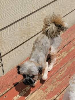 Helen -  Lhasa Apso Dog for Adoption in Van Alstyne, Texas - Helen | PetCurious