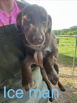 Ice man -  Australian Shepherd and Labrador Retriever Dog for Adoption in Zimmerman, Minnesota - Ice Man | PetCurious