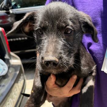 Rescue Mixed Breed Dogs for Adoption in San Diego, California - Curly | PetCurious