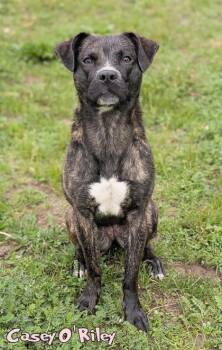 Patterdale Terrier Fell Terrier and Mixed Breed Dogs Available for Adoption in Mason, Michigan - Ghost Of Casey O`Riley | PetCurious