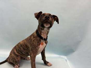 Brinley -  Whippet and Mixed Breed Dog for Adoption in Golden Valley, Minnesota - Brinley | PetCurious