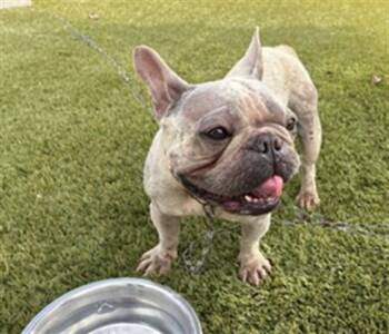 Rescue French Bulldog Dogs for Adoption in Rancho Cucamonga, California - PELUSA | PetCurious