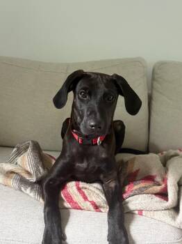 Birnie -  Mixed Breed Dog for Adoption in Richmond, Virginia - Birnie | PetCurious
