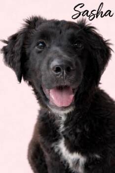 Labrador Retriever and Poodle Dogs Available for Adoption - Sasha | PetCurious