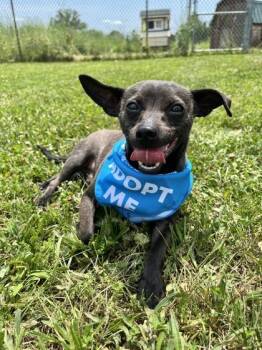 Courage -  Chihuahua and Mixed Breed Dog for Adoption in Quakertown, Pennsylvania - Courage | PetCurious