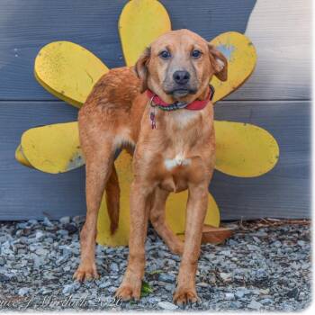 Labrador Retriever Dogs Available for Adoption - Tracy | PetCurious