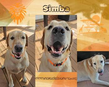 Simba -  Labrador Retriever and Yellow Labrador Retriever Dog for Adoption in Middletown, Rhode Island - Simba | PetCurious