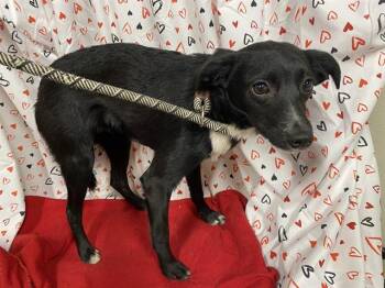 Chihuahua and Mixed Breed Dogs Available for Adoption - A606943 | PetCurious