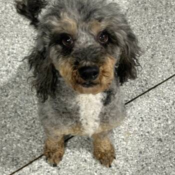 Miniature Poodle Dogs Available for Adoption in Antwerp, Ohio - Hero. 18 Lbs Happy Guy | PetCurious