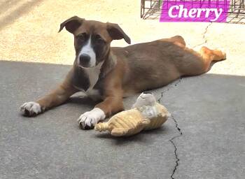 Rescue Beagle and Australian Cattle Dog Blue Heeler Dogs for Adoption in Wheelersburg, Ohio - Cherry | PetCurious