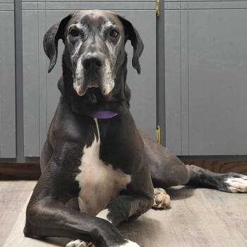 Great Dane Dogs Available for Adoption - Sugar | PetCurious