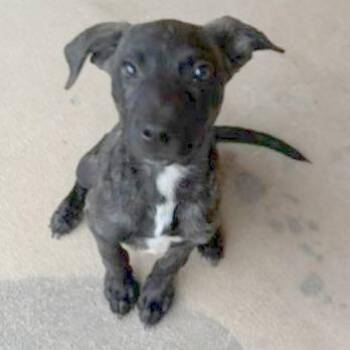 Puppy -  Mixed Breed and American Staffordshire Terrier Dog for Adoption in San Antonio, Texas - Puppy | PetCurious