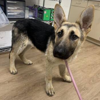 German Shepherd Dog Dogs Available for Adoption in Lyndhurst, Virginia - Loki | PetCurious