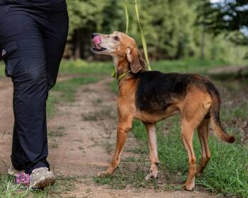 Colt -  Foxhound Dog for Adoption in Powhatan, Virginia - Colt | PetCurious