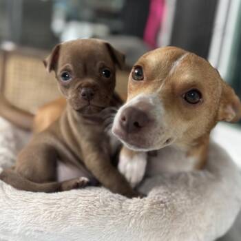 Mixed Breed Dogs Available for Adoption - Wicked For Good : Mama Glinda | PetCurious
