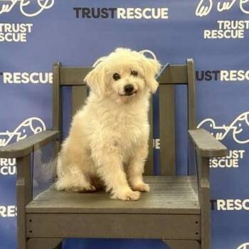 Cockapoo and Mixed Breed Dogs Available for Adoption in Waterford, New Jersey - FRISBEE | PetCurious