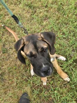 Clifford -  Saint Bernard and Greyhound Dog for Adoption in Egg Harbor City, New Jersey - Clifford | PetCurious