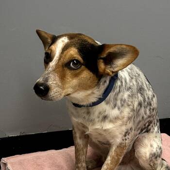 Terrier Dogs Available for Adoption in Birmingham, Alabama - Baby | PetCurious