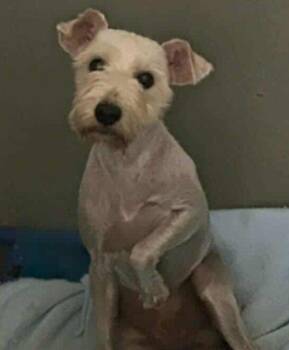 Seb -  Schnauzer Dog for Adoption in Minneapolis, Minnesota - Seb | PetCurious