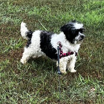 Misty -  Mixed Breed Dog for Adoption in Mount Vernon, Arkansas - Misty | PetCurious