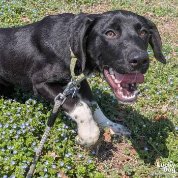 Pointer and Beagle Dogs Available for Adoption - Freddy | PetCurious