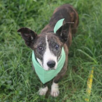 MOGLEY -  Cardigan Welsh Corgi and Catahoula Leopard Dog Dog for Adoption in San Antonio, Texas - MOGLEY | PetCurious