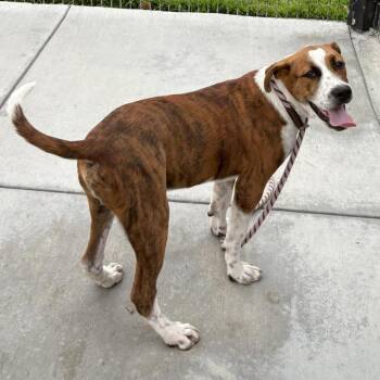 Nordy -  Pit Bull Terrier and Mixed Breed Dog for Adoption in Hawthorne, California - Nordy | PetCurious