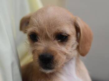 Rhythm -  Terrier and Mixed Breed Dog for Adoption in Portland, Oregon - Rhythm | PetCurious