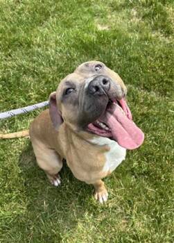 SKEETER -  Pit Bull Terrier Dog for Adoption in Dayton, Ohio - SKEETER | PetCurious