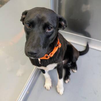 Mixed Breed Dogs Available for Adoption in Wheeling, Illinois - Nick | PetCurious