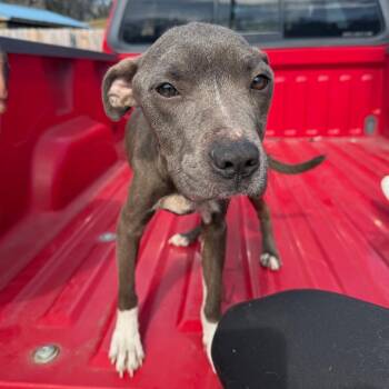 Mixed Breed Dogs Available for Adoption - January | PetCurious