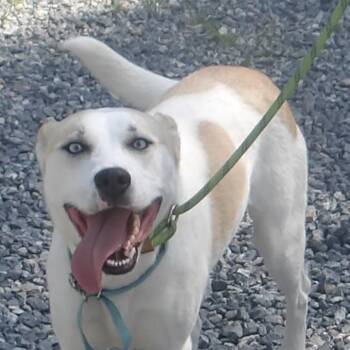 Stickers -  Mixed Breed Dog for Adoption in Gloucester, Virginia - Stickers | PetCurious