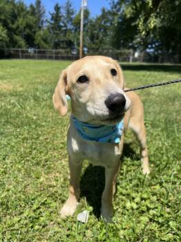 Nanner -  Mountain Cur and Collie Dog for Adoption in Upper Sandusky, Ohio - Nanner | PetCurious