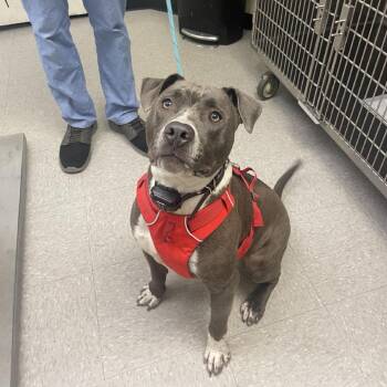 Rescue Pit Bull Terrier Dogs for Adoption in Bastrop, Texas - Ricky 25-05-169 | PetCurious