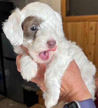 Addison -  Poodle Dog for Adoption in Thompson Falls, Montana - Addison | PetCurious