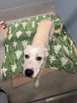 Pit Bull Terrier Dogs Available for Adoption in Bloomington, Indiana - Glaze | PetCurious