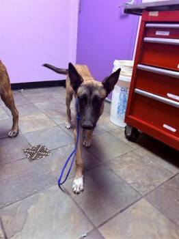 61621220 -  Belgian Shepherd Malinois and Mixed Breed Dog for Adoption in El Paso, Texas - 61621220 | PetCurious
