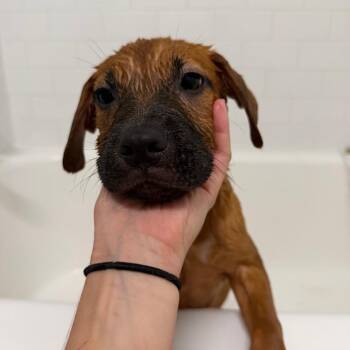 Hoot -  Belgian Shepherd Malinois and Shepherd Dog for Adoption in Savannah, Georgia - Hoot | PetCurious