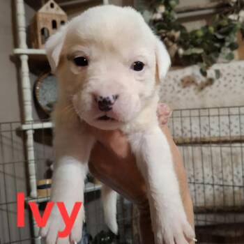 Ivy -  English Bulldog and Mixed Breed Dog for Adoption in Wadena, Minnesota - Ivy | PetCurious