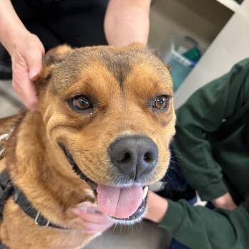 Honey -  Shepherd and Mixed Breed Dog for Adoption in South Elgin, Illinois - Honey | PetCurious