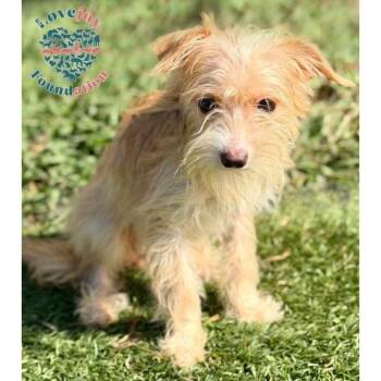 Cherry Pie COH -  Chihuahua and Terrier Dog for Adoption in Inglewood, California - Cherry Pie COH | PetCurious
