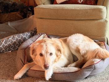 Mitzi -  Golden Retriever and Nova Scotia Duck Tolling Retriever Dog for Adoption in Brooklyn Center, Minnesota - Mitzi | PetCurious