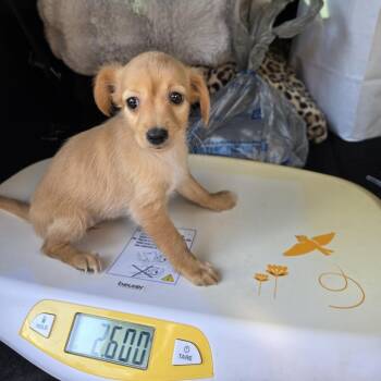 HF Puppy 2 -  Chihuahua and Mixed Breed Dog for Adoption in Montgomery, Texas - HF Puppy 2 | PetCurious