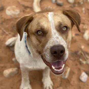 Fergus -  Cattle Dog and Labrador Retriever Dog for Adoption in Salt Lake City, Utah - Fergus | PetCurious
